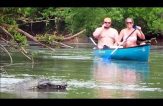 Remote Controlled Alligator Prank Just For Laughs