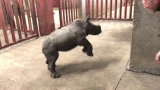 Rhino calf plays with zoo keeper