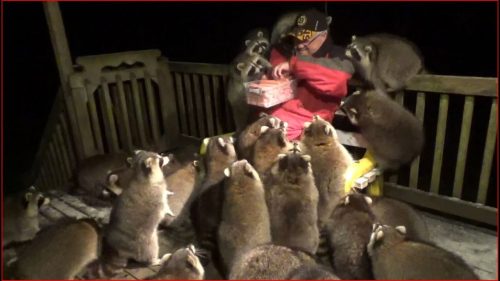 Mobbed by Raccoons