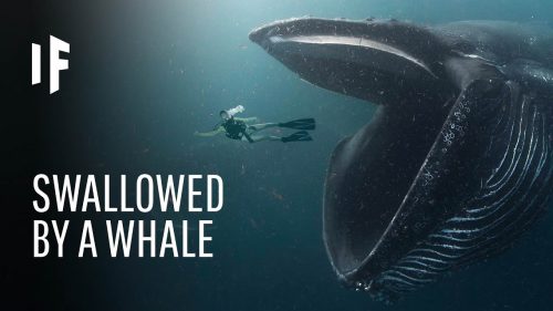 What If You Were Swallowed by a Whale?