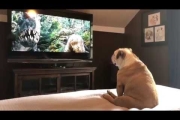Bulldog Has Incredible Reaction To Actress In Trouble
