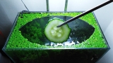 23rd Month – (Cucumber Feeding Frenzy) NO filter, NO CO2, NO Ferts 5 Gallon Nano Tank