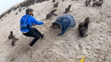 Kayakers help save seal pups entangled in netting.