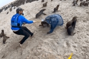 Kayakers help save seal pups entangled in netting.