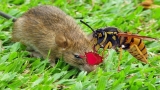 Giant Murder Hornet vs Rat, Cicada and Mantis