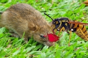 Giant Murder Hornet vs Rat, Cicada and Mantis