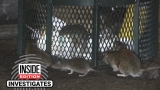 Rats Are Swarming Trash On New York’s Empty Streets