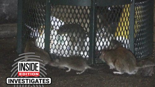 Rats Are Swarming Trash On New York’s Empty Streets