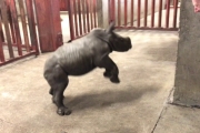 Rhino calf plays with zoo keeper