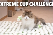 Extreme Cup Challenge! Can My Cats Cross the Course?