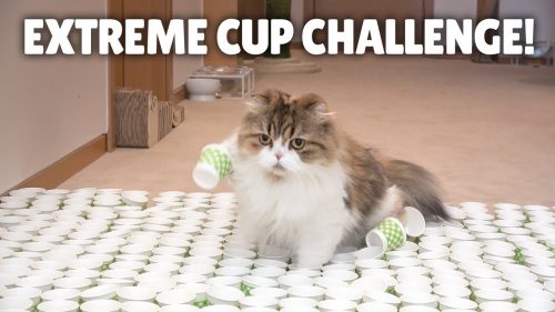 Extreme Cup Challenge! Can My Cats Cross the Course?