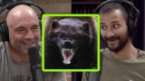 “Alone” Winner Jordan Jonas Tangled with a Wolverine