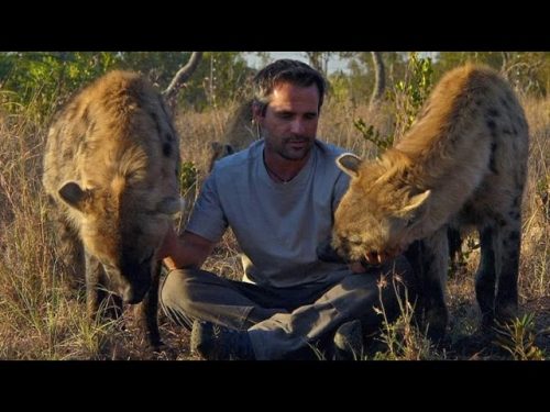 Why Do Hyenas Laugh?