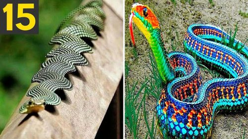 15 RAREST and FREAKY Snakes