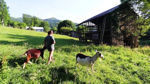One Homestead Day – Day In The Life On Our Small Farm