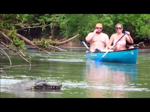 Remote Controlled Alligator Prank Just For Laughs