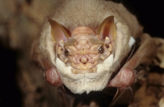 Wrinkle-faced male bats lower their face masks when they mate