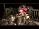 Mobbed by Raccoons