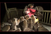 Mobbed by Raccoons