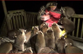 Mobbed by Raccoons