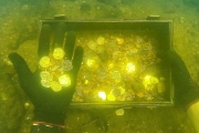 “Found” Gold Coins While Scuba Diving Sunken Ship! (Explored for Treasure)