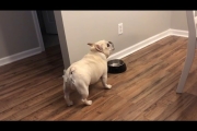 Angry French Bulldog on Diet Throws Tantrums for Not Getting Food – 1065754