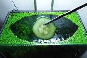 23rd Month – (Cucumber Feeding Frenzy) NO filter, NO CO2, NO Ferts 5 Gallon Nano Tank