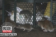 Rats Are Swarming Trash On New York’s Empty Streets